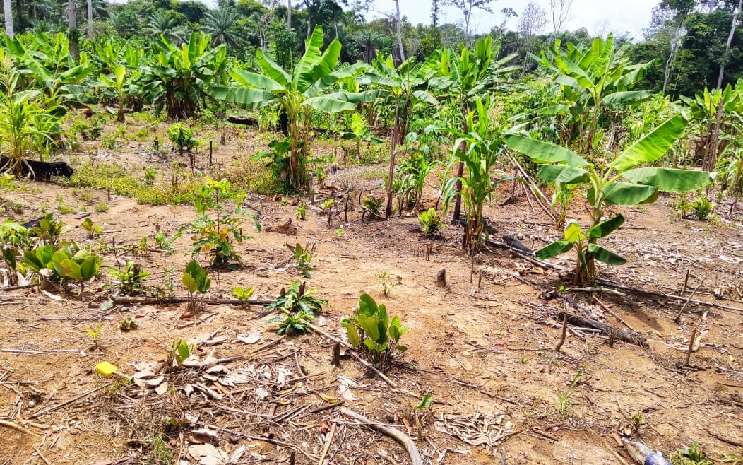 Bananeraie de CAPEN, jeunes plants de bananier et de manioc en association
