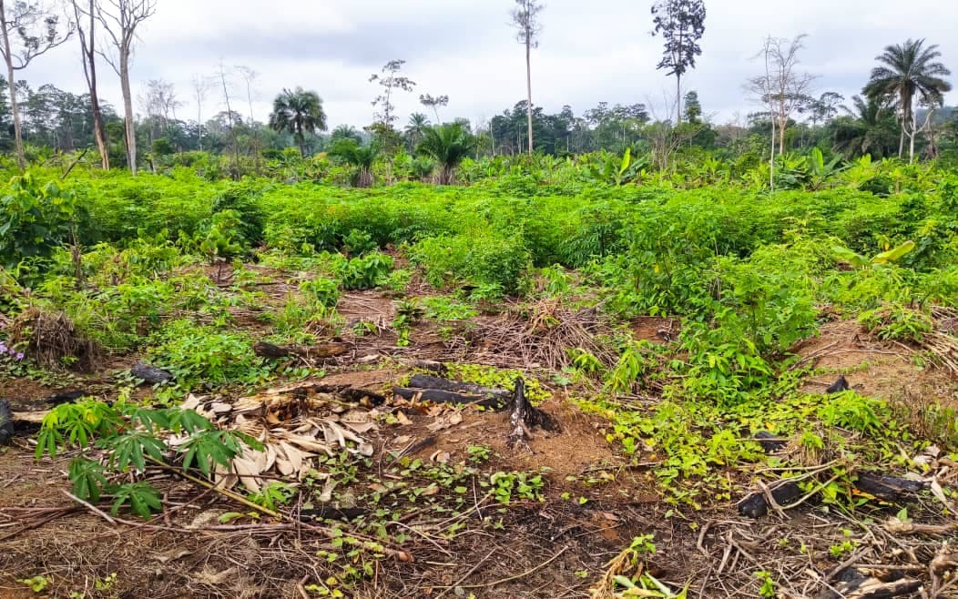 Parcelle CAPEN associant bananiers et manioc