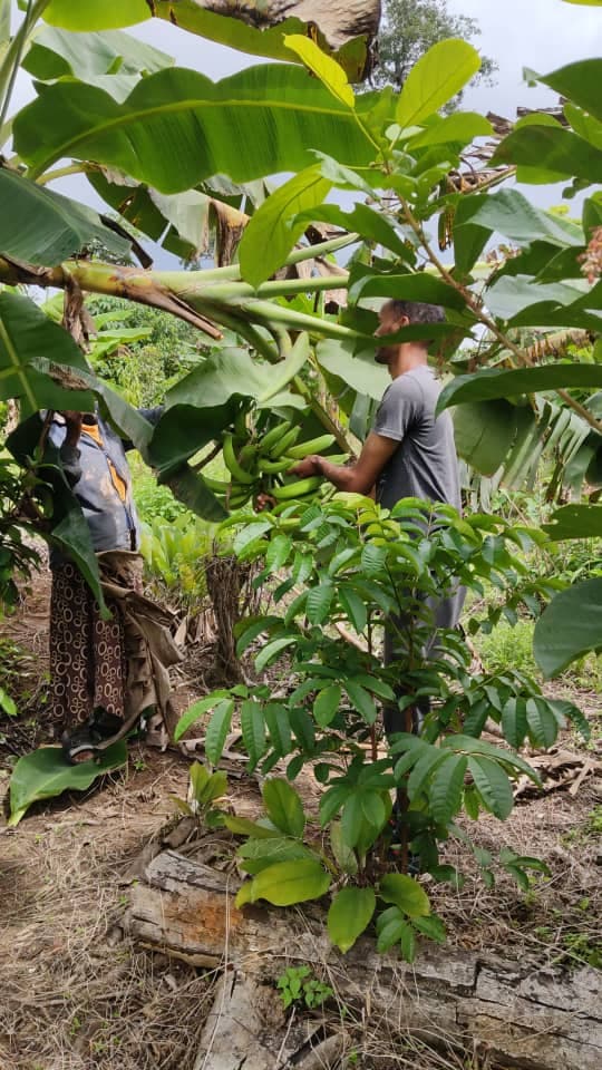 Équipe CAPEN pendant la récolte des bananes