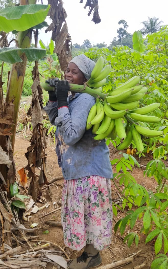 Portage d'un régime de bananes fraîchement récolté