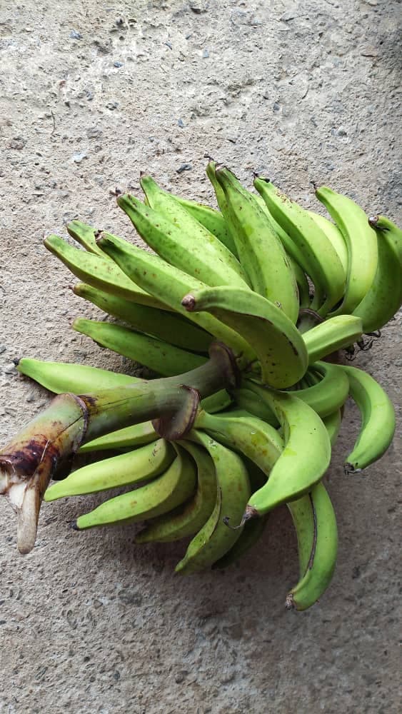Régime de bananes plantain