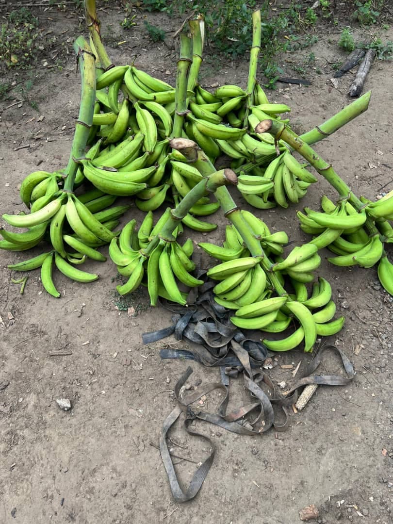Régimes de bananes préparés pour le transport