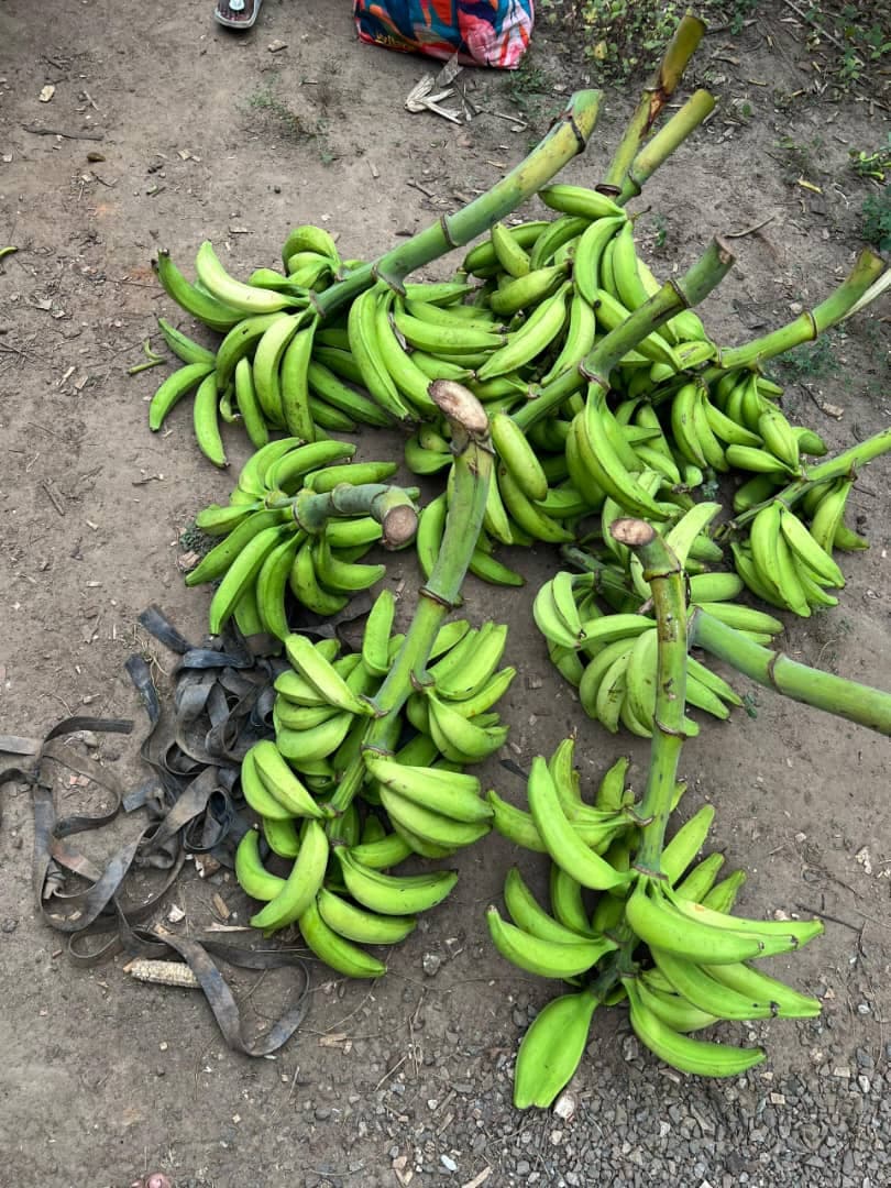 Régimes de bananes groupés avant expédition