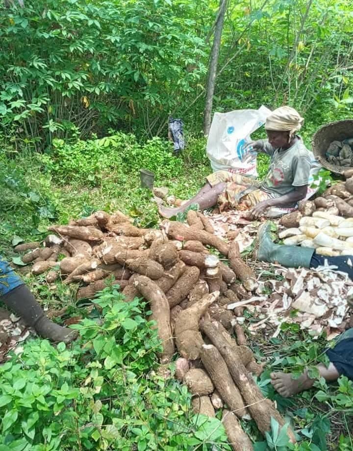 Épluchage des racines de manioc
