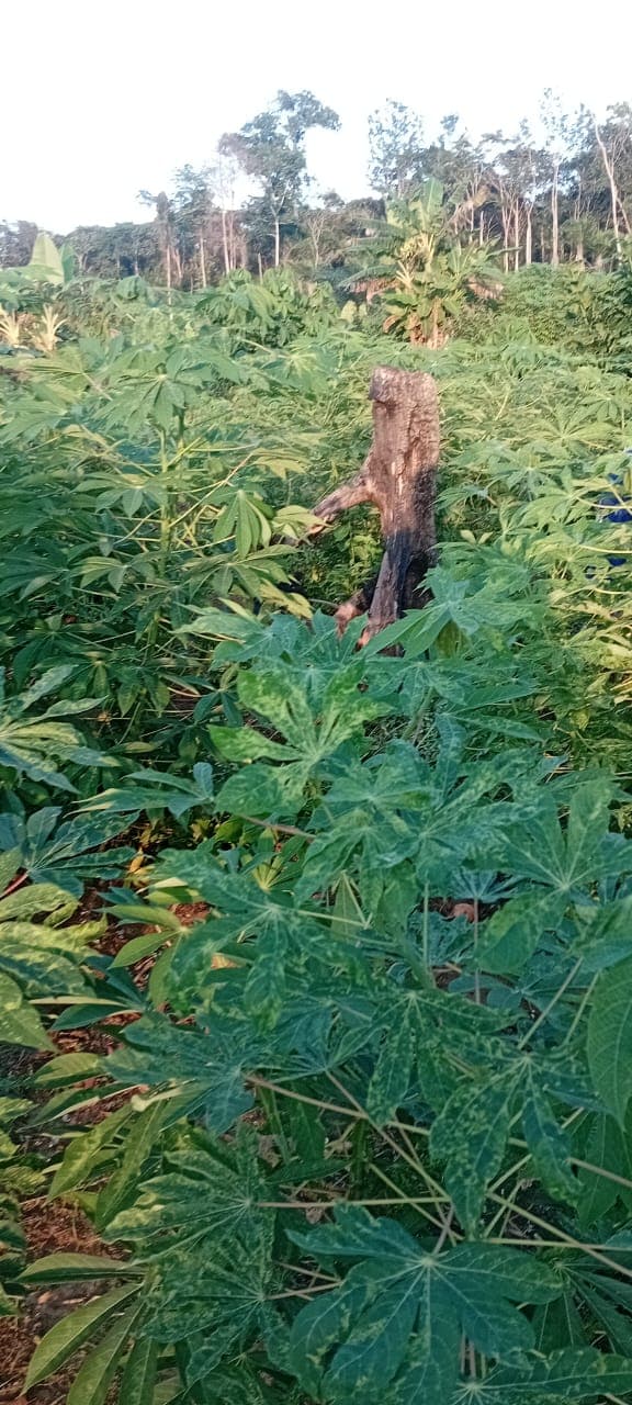 Plant de manioc en développement sur une parcelle CAPEN