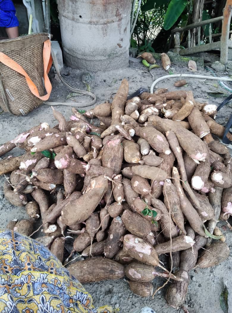 Récolte de manioc sur une parcelle CAPEN