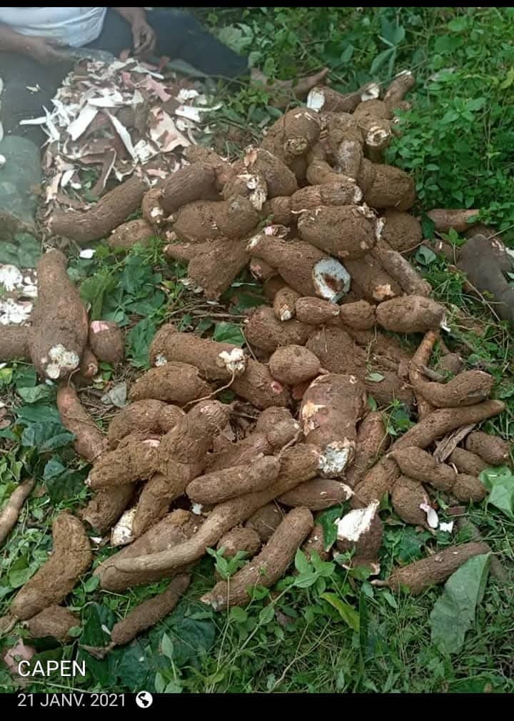 Récolte de manioc CAPEN