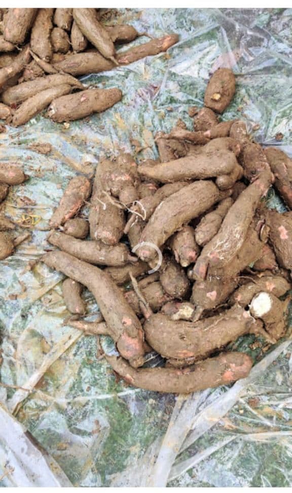 Documentation terrain d'une récolte de manioc